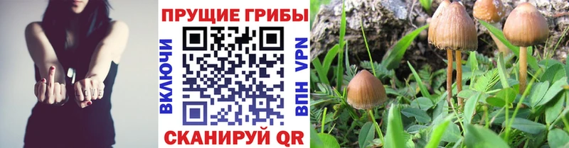 Галлюциногенные грибы Cubensis  продажа наркотиков  Динская 